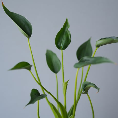 観葉植物（アロカジア・タイニーダンサー）鉢付き