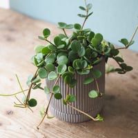 観葉植物（ペペロミア・ホープ）鉢付き