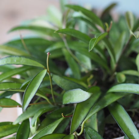 観葉植物（ホヤ・チャイナビーン）鉢付き