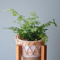 観葉植物（プテリス・エンシフォルミス・エバーゲミエンシス）鉢カバー、スタンド付き