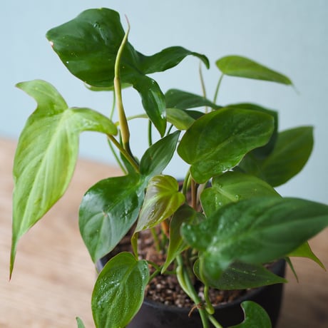 観葉植物（フィロデンドロン・カンポスポートアナム）鉢付き