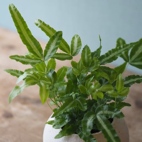 観葉植物（プテリス・アルボリネアータ）鉢付き