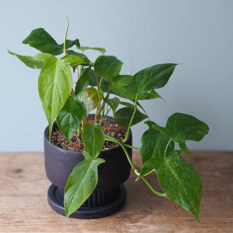 観葉植物（フィロデンドロン・カンポスポートアナム）鉢付き