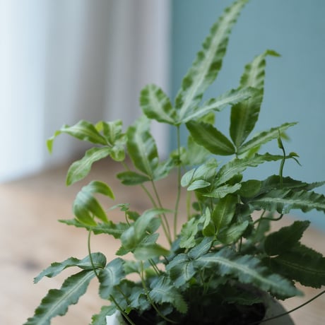 観葉植物（プテリス・アルボリネアータ）鉢付き