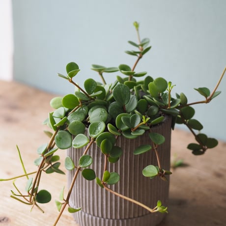 観葉植物（ペペロミア・ホープ）鉢付き