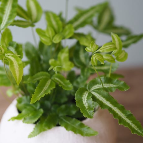 観葉植物（プテリス・アルボリネアータ）鉢付き