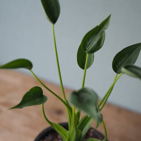 観葉植物（アロカジア・タイニーダンサー）鉢付き