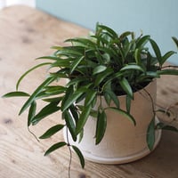 観葉植物（ホヤ・チャイナビーン）鉢付き