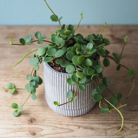 観葉植物（ペペロミア・ホープ）鉢付き
