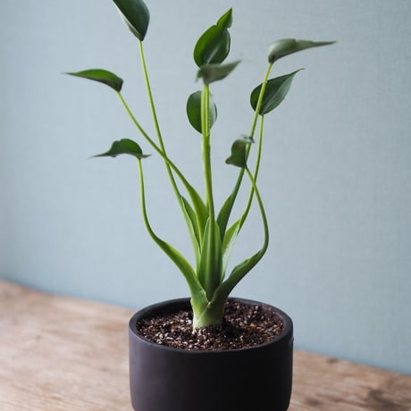 観葉植物（アロカジア・タイニーダンサー）鉢付き