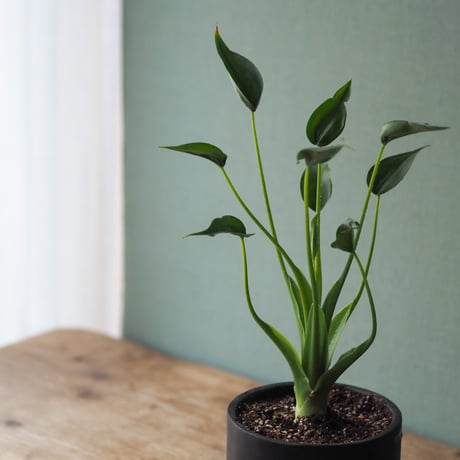 観葉植物（アロカジア・タイニーダンサー）鉢付き