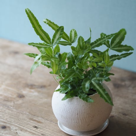観葉植物（プテリス・アルボリネアータ）鉢付き