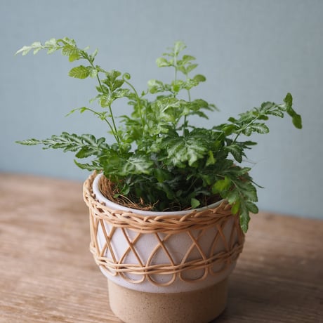 観葉植物（プテリス・エンシフォルミス・エバーゲミエンシス）鉢カバー、スタンド付き