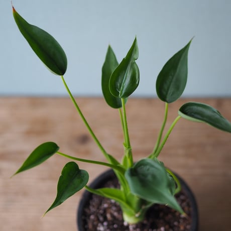 観葉植物（アロカジア・タイニーダンサー）鉢付き