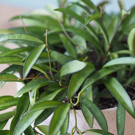 観葉植物（ホヤ・チャイナビーン）鉢付き