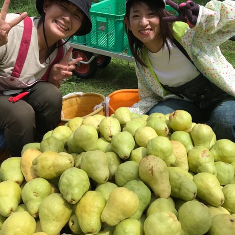 無農薬の洋梨 おまかせ3kg オーロラ＆バートレット