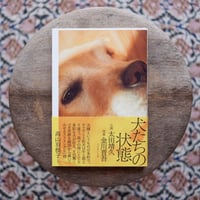 犬たちの状態