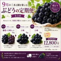 【送料込】9月の三木と園を楽しむ、毎週土曜に届くぶどうの定期便２kgコース(全３回)