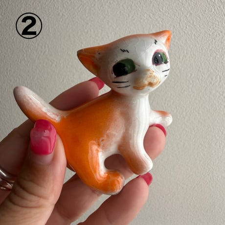 Italy Kitten