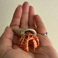 Hermit crab
