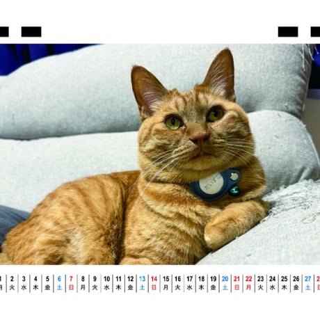 【予約販売】 ゴールデンレトリバー犬＆保護猫 ぺろりんず！ 2027年 卓上 カレンダー TC27048
