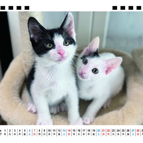 【予約販売】 ねこたま庵 猫 2027年 卓上 カレンダー TA27201