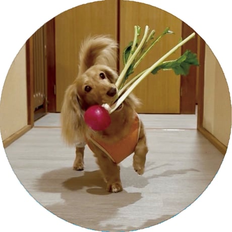 【予約販売】 くぅ＆らいら ミニチュアダックス 犬 缶バッジ 3個セット GE017NN