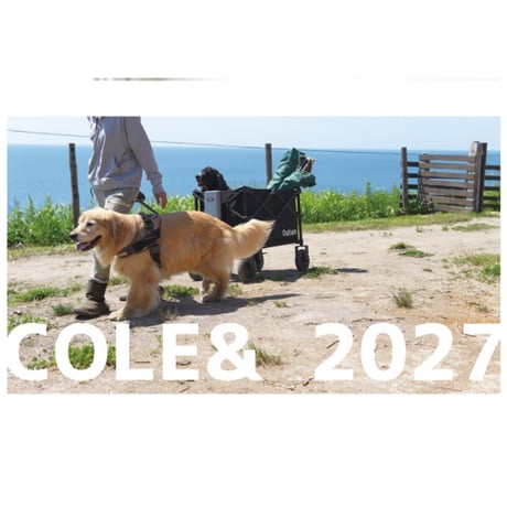 【予約販売】 こーる君たち ゴールデンレトリバー 犬 2027年 壁掛け カレンダー KK27261