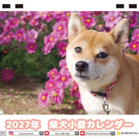 【予約販売】 柴犬 小夏 2027年 卓上 カレンダー TC27099