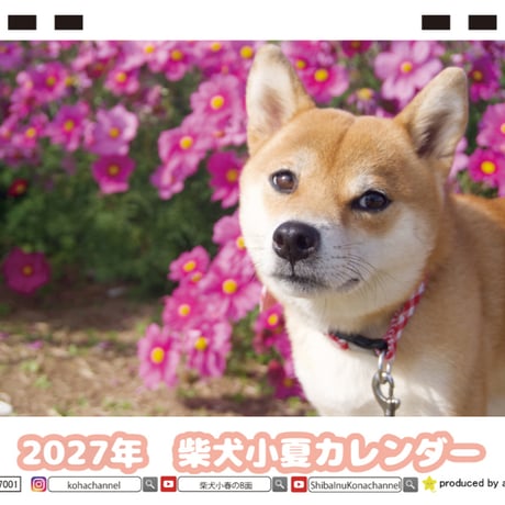 【予約販売】 柴犬 小夏 2027年 卓上 カレンダー TC27099