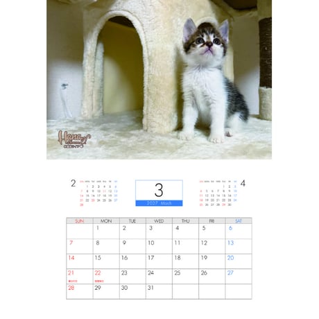【予約販売】 Hana Channel 保護猫ライフ 2027年 壁掛け カレンダー KK27300