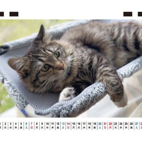 【予約販売】 あつまれちいかまの森 猫 2027年 卓上全面 カレンダー TC27308