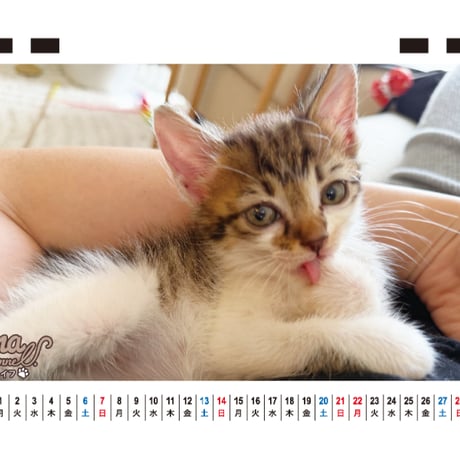 【予約販売】 Hana Channel 保護猫ライフ 2027年 卓上 カレンダー TC27301