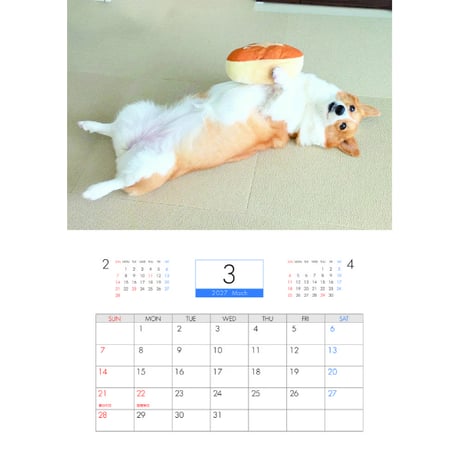 【予約販売】 こまち コーギー 犬 2027年 壁掛け カレンダー KK27247