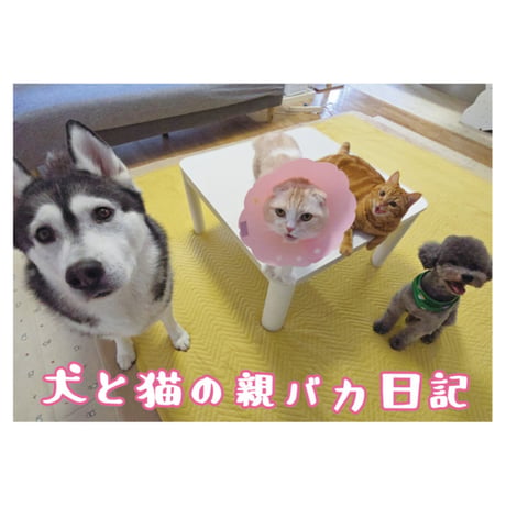 【予約販売】 犬と猫の親バカ日記 2027年 壁掛け カレンダー KK27111