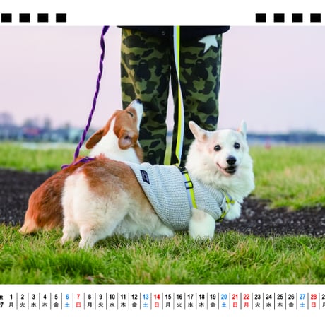 【予約販売】 ノエル＆モナ コーギー 犬 2027年 卓上 全面 カレンダー TA27265