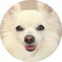 【予約販売】 ちわわん生活 犬 チワワ 缶バッジNo9 3個セット GE009NN