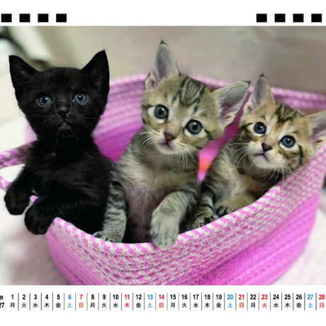 【予約販売】 ねこたま庵 猫 2027年 卓上 カレンダー TA27201