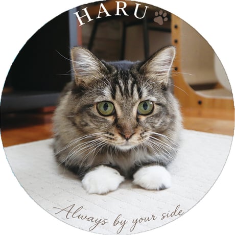 【予約販売】 あつまれちいかまの森 猫 缶バッジ 3個セット GE019NN