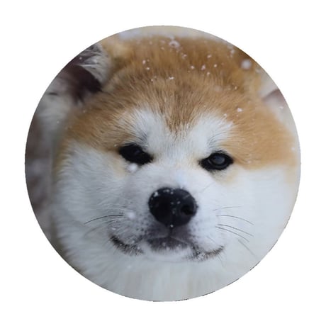 【予約販売】 秋田犬の陸奥 缶バッジNo6 3個セット GE006NN