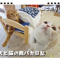【予約販売】 犬と猫の親バカ日記 まんまる猫 2027年 卓上 カレンダー TA27114