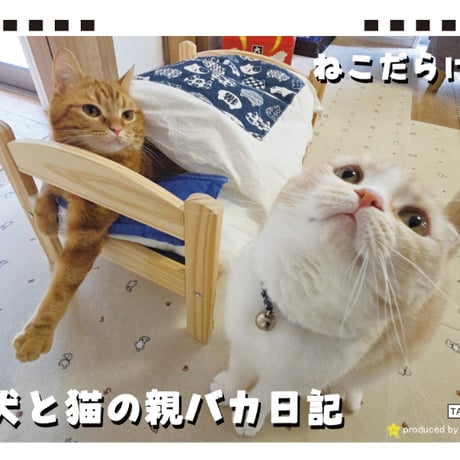【予約販売】 犬と猫の親バカ日記 まんまる猫 2027年 卓上 カレンダー TA27114