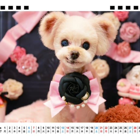 【予約販売】 クレマ トイプードル 犬 2027年 卓上 カレンダー TA27236