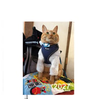 【予約販売】 ゴールデンレトリバー犬＆保護猫 ぺろりんず！ 2027年 A5スケジュール帳 A527049