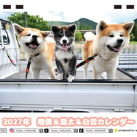 【予約販売】 秋田犬の陸奥 2027年 卓上 カレンダー TC27090