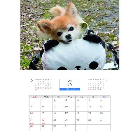 【予約販売】 さくら チワワ 犬 2027年 壁掛け カレンダー KK27075