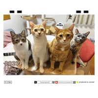 【予約販売】 Hana Channel 保護猫ライフ 2027年 卓上 カレンダー TC27301