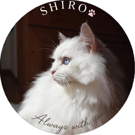 【予約販売】 あつまれちいかまの森 猫 缶バッジ 3個セット GE019NN