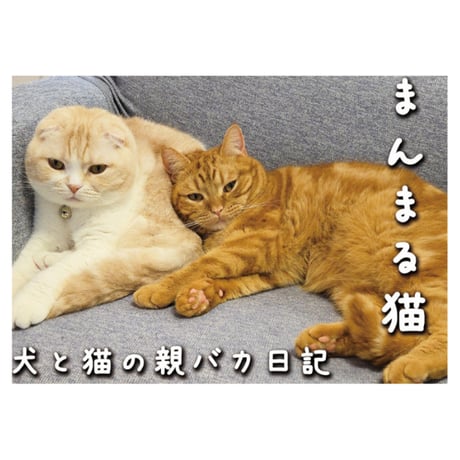 【予約販売】 犬と猫の親バカ日記 まんまる猫 2027年 壁掛け カレンダー KK27112