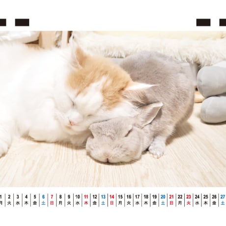 【予約販売】 コガラナ天パのうさハムch うさぎのぽぽちゃん 2027年 卓上 カレンダー TC27230